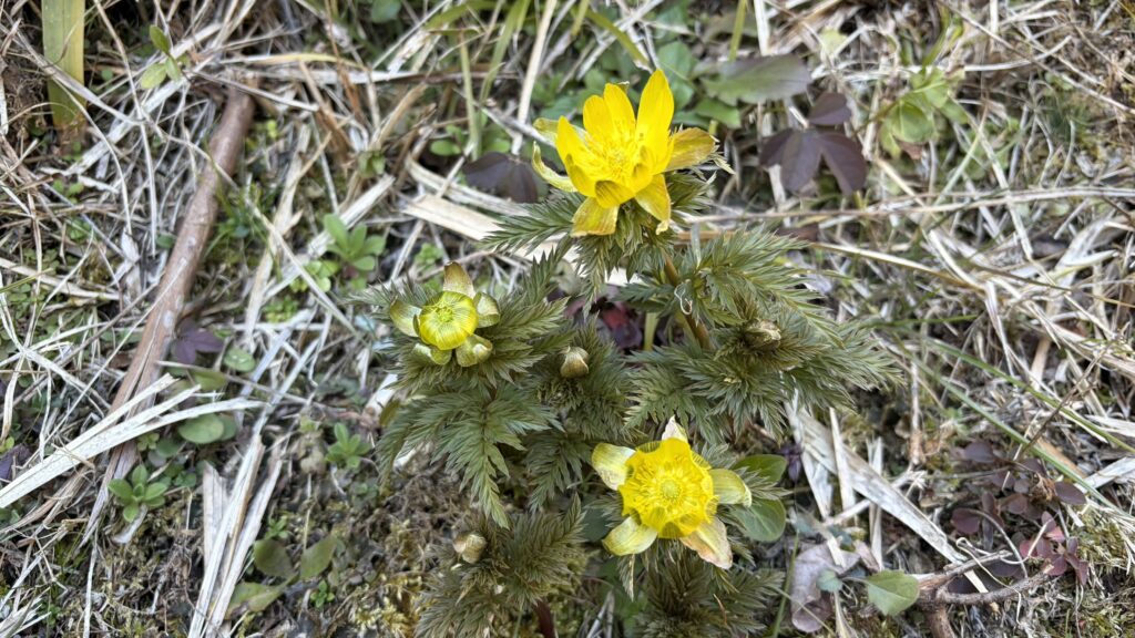 祖谷の風景/フクジュソウ