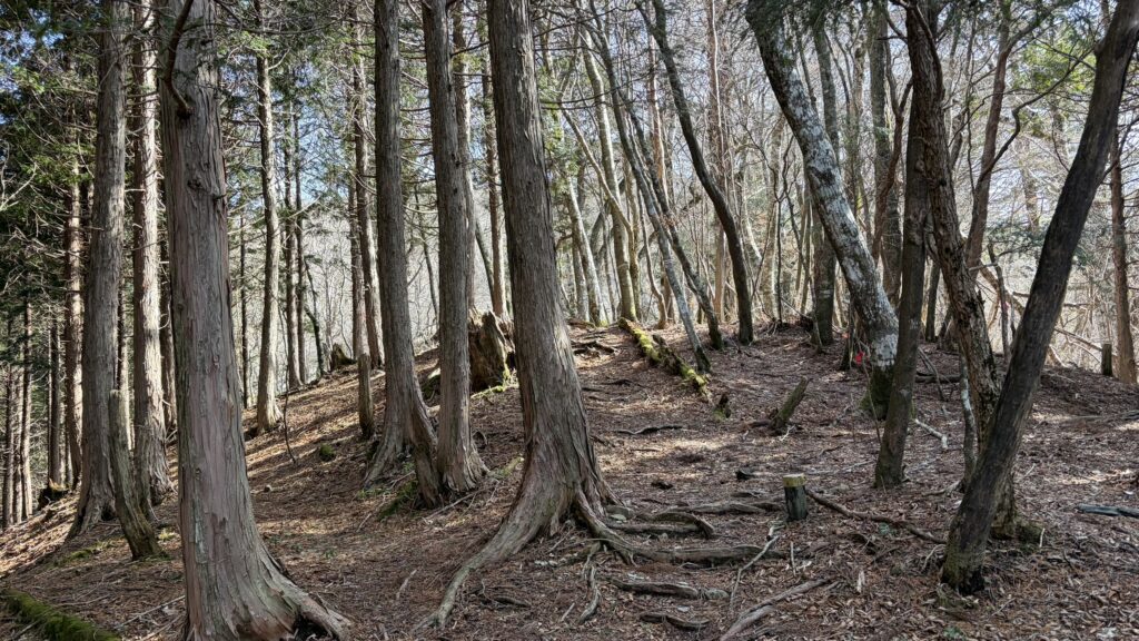 小桧曽山の風景/木立