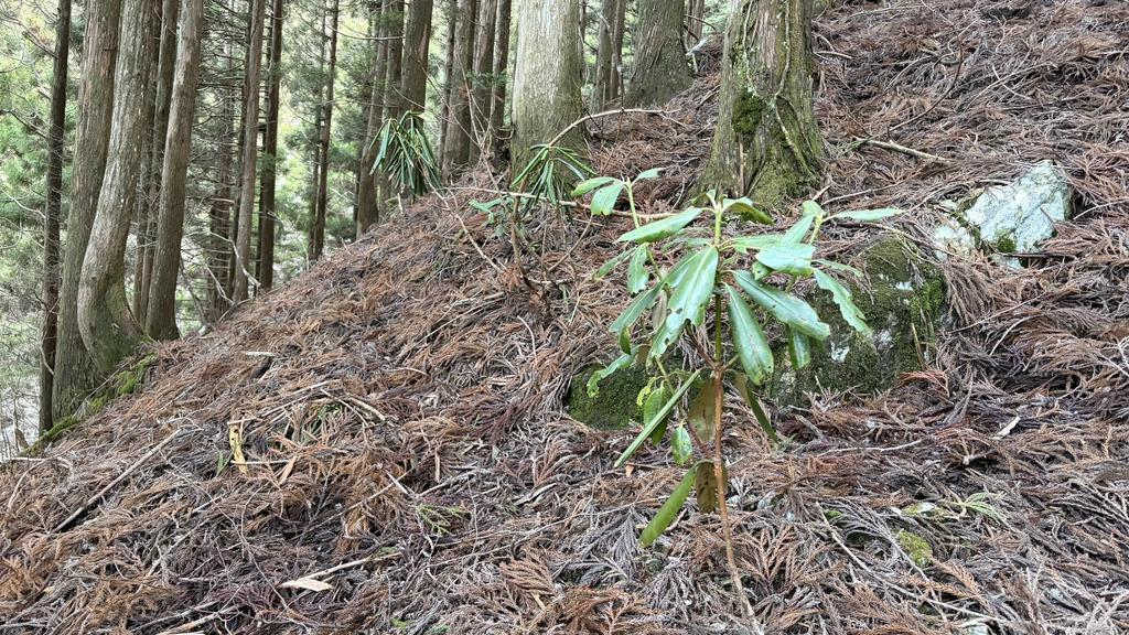 小桧曽山の風景/シャクナゲ