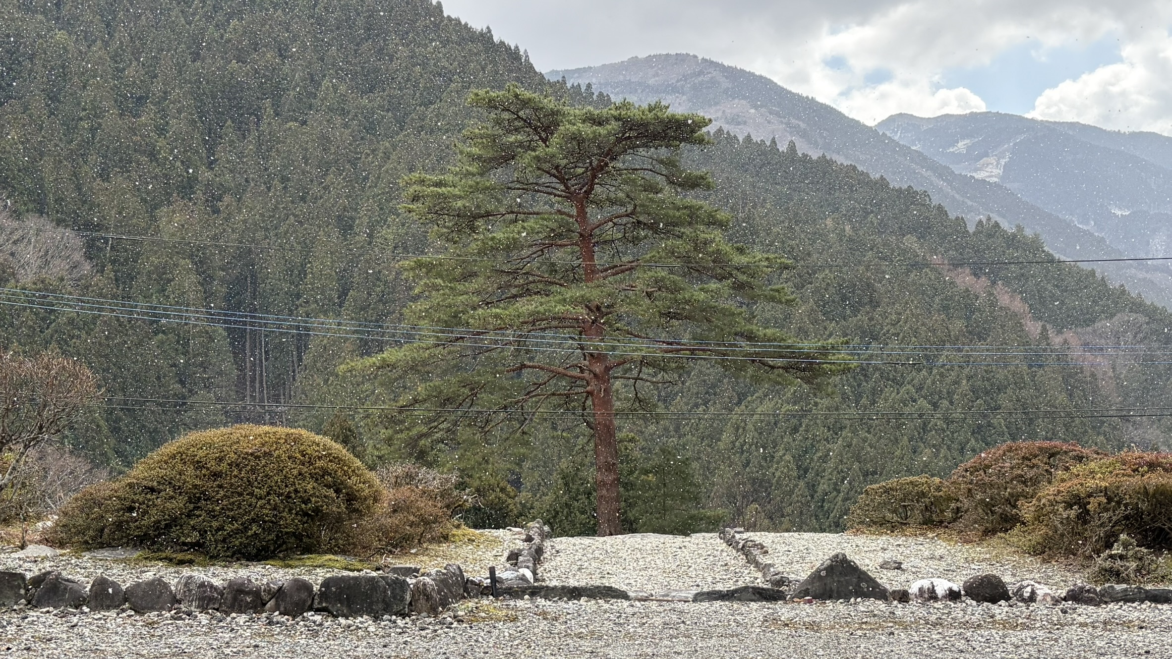 祖谷の風景/平家屋敷の松