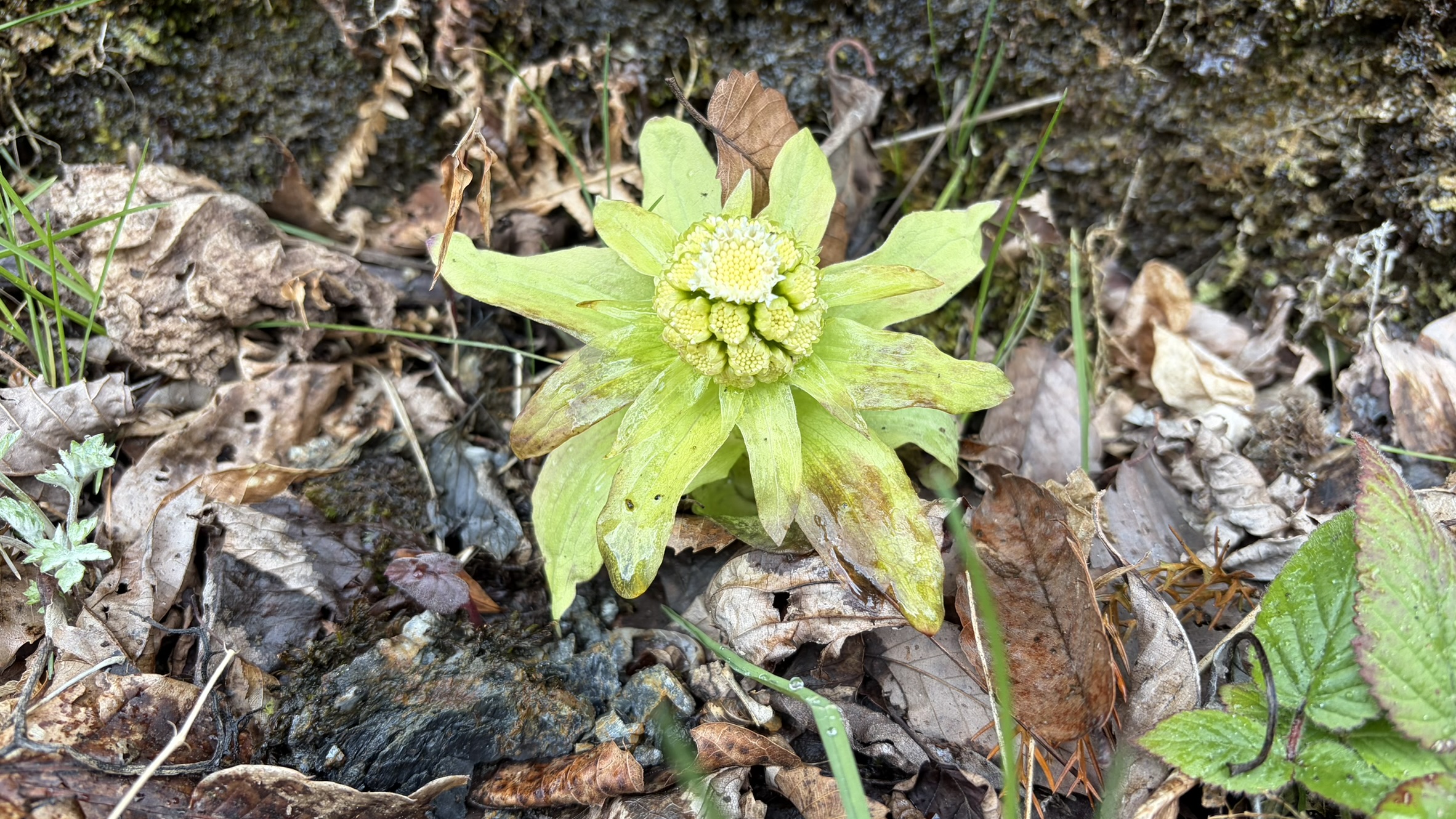 祖谷の風景/フキノトウ