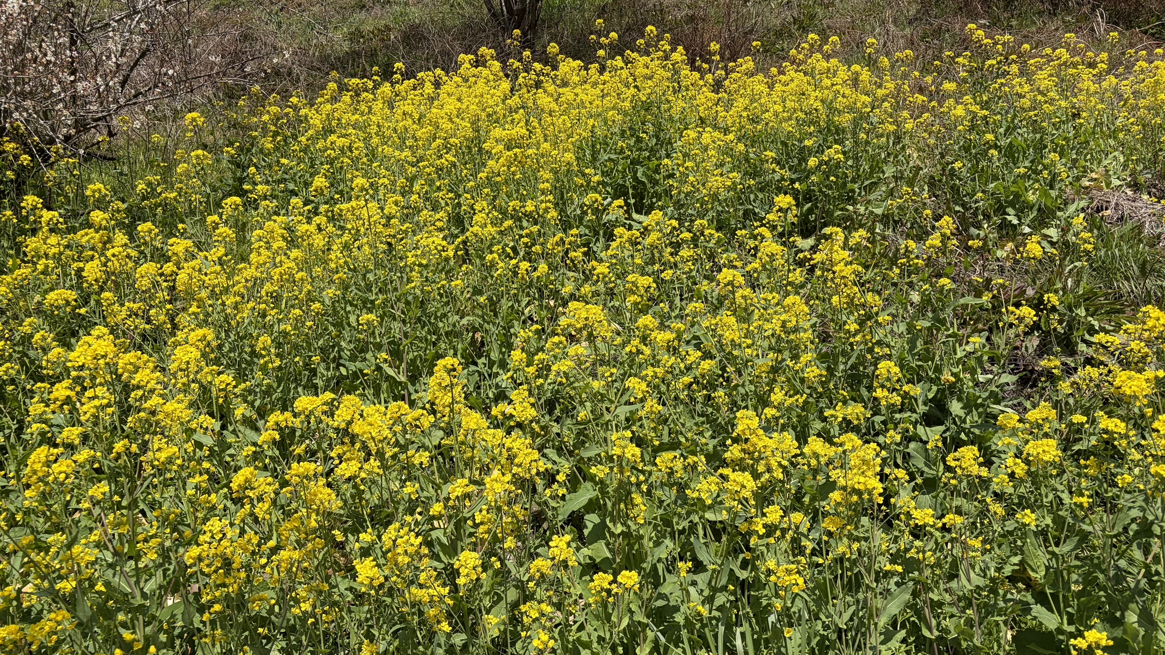 大歩危の風景/菜の花