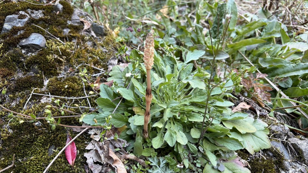 祖谷の風名／つくし