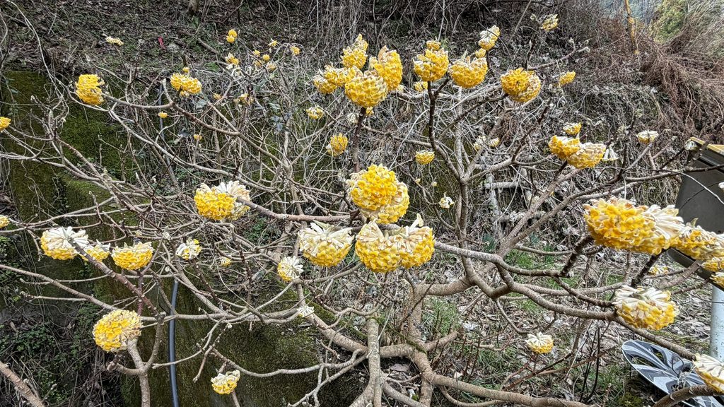 祖谷の春の風景/ミツマタ