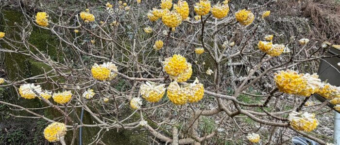 祖谷の風景/ミツマタ