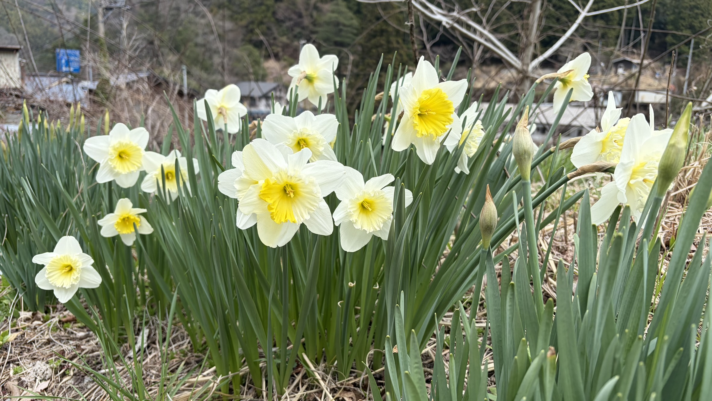 祖谷の風景/スイセン