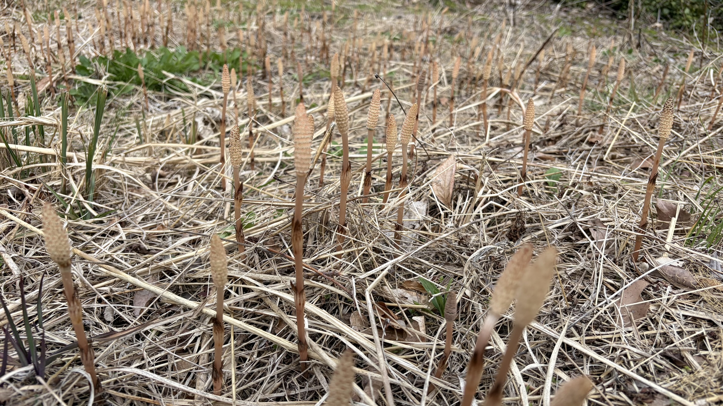 祖谷の風景/ツクシの群生