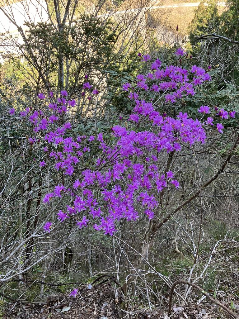 祖谷のミツバツツジ