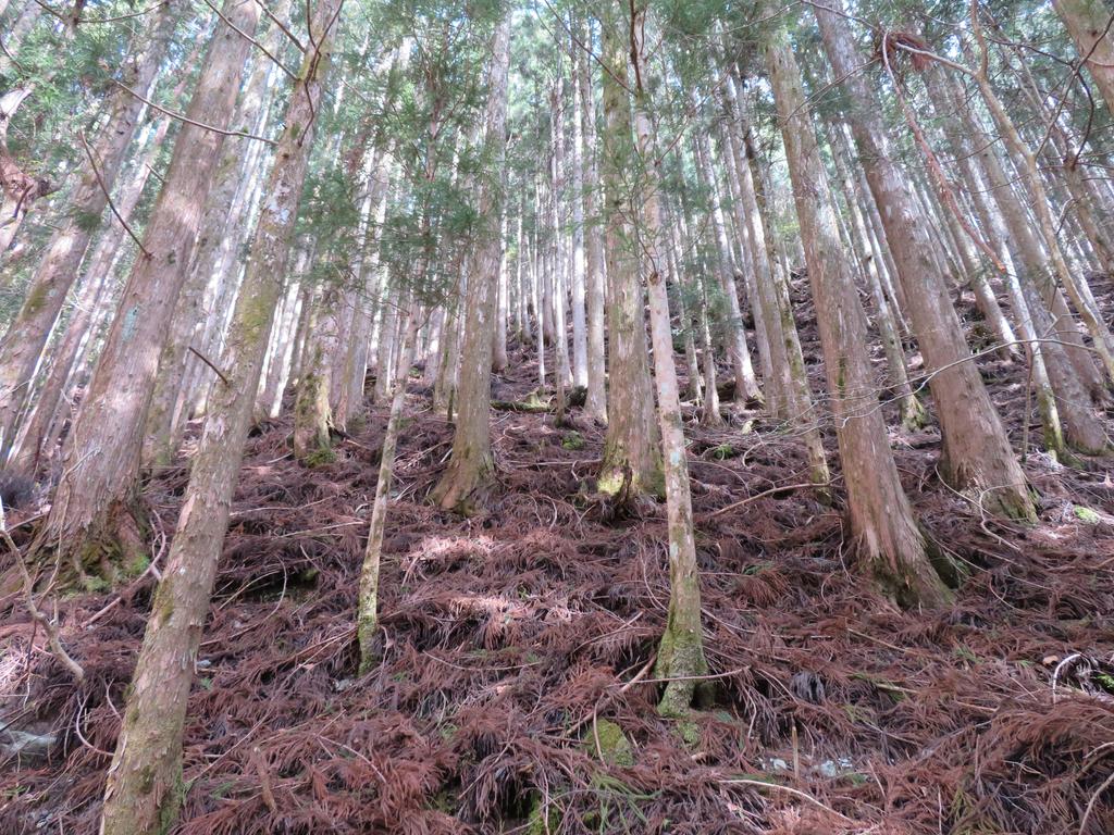 奥祖谷二重かずら橋/遊歩道の見える杉やぶ