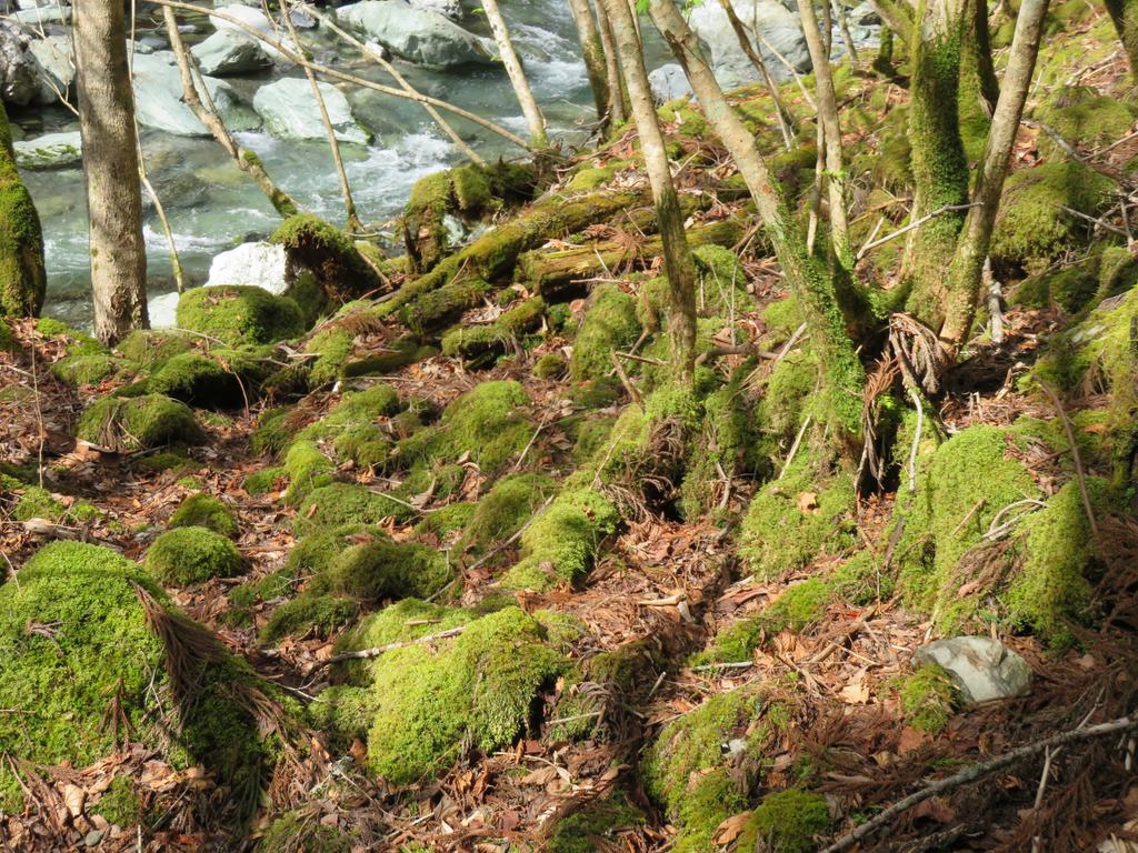 奥祖谷二重かずら橋/遊歩道から見える苔むした景色