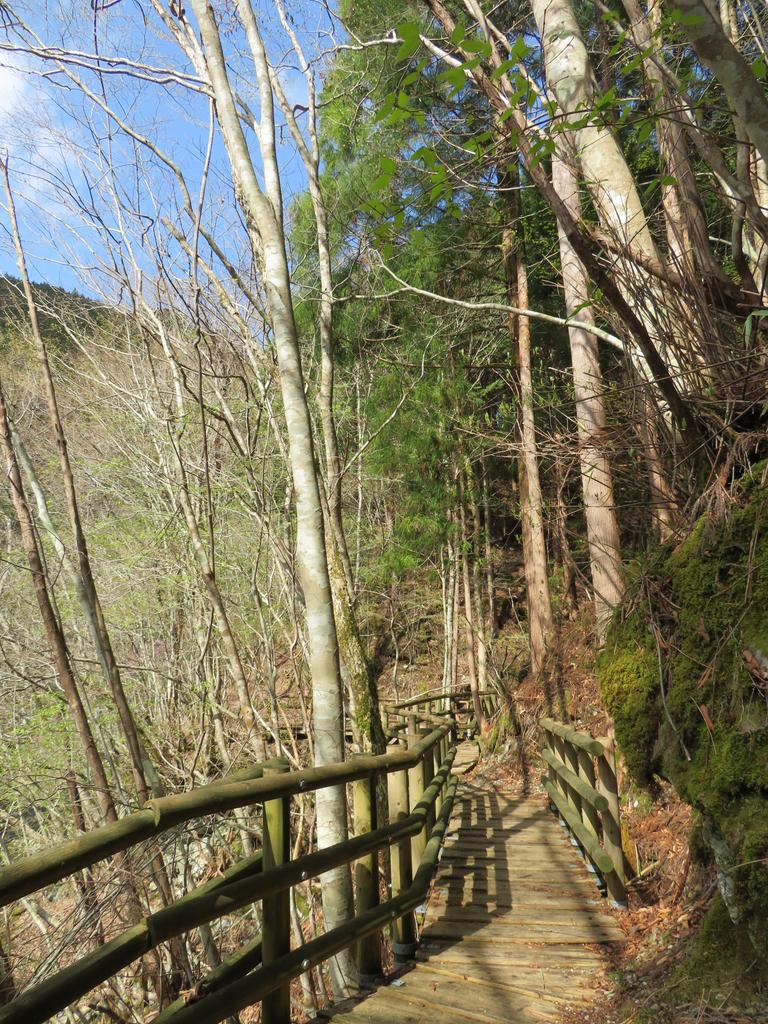 奥祖谷二重かずら橋/遊歩道の景色(木道)