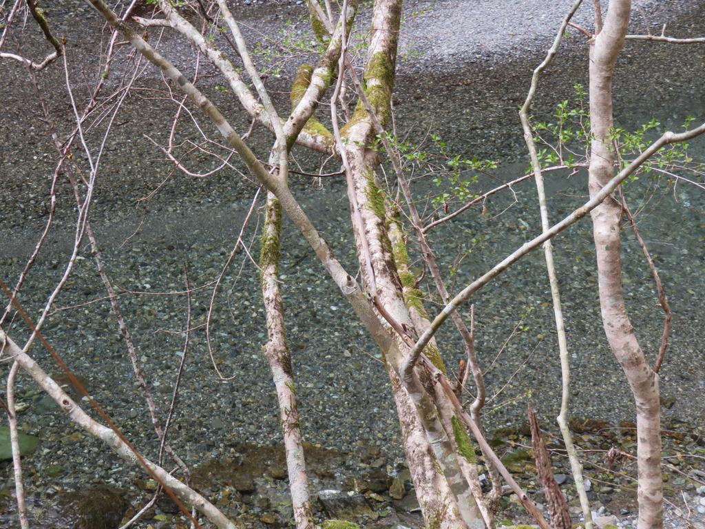 奥祖谷二重かずら橋/遊歩道からの川の眺め