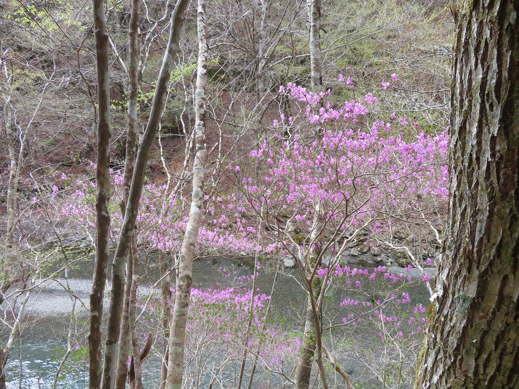 奥祖谷二重かずら橋/遊歩道から見える花