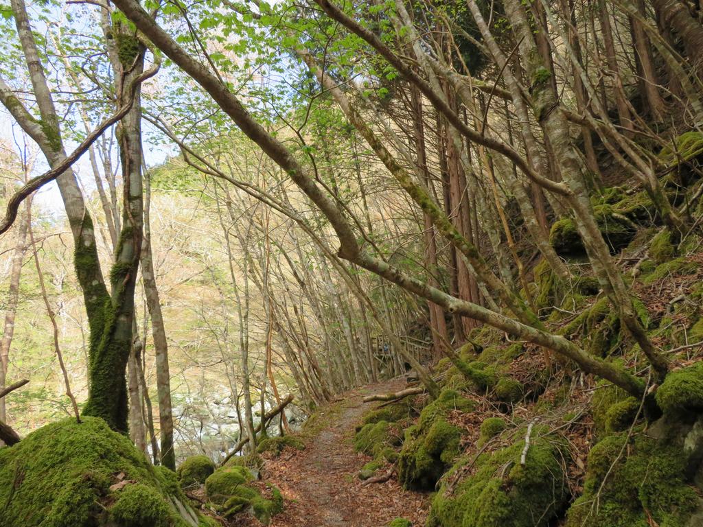 奥祖谷二重かずら橋/遊歩道