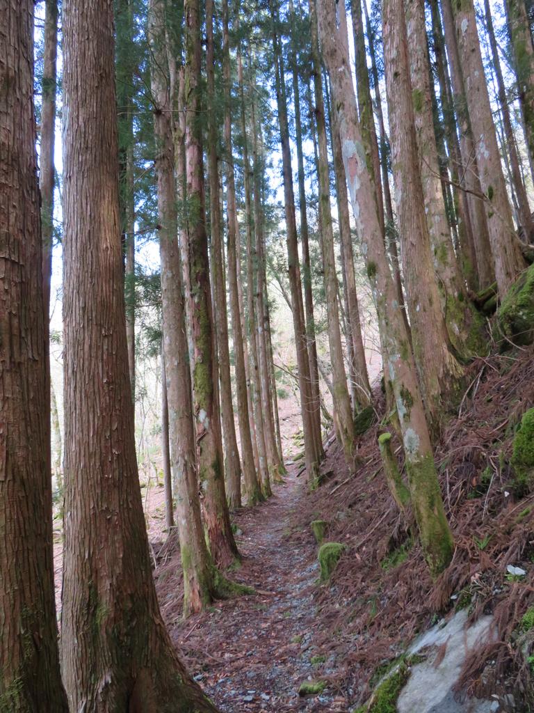 奥祖谷二重かずら橋/遊歩道