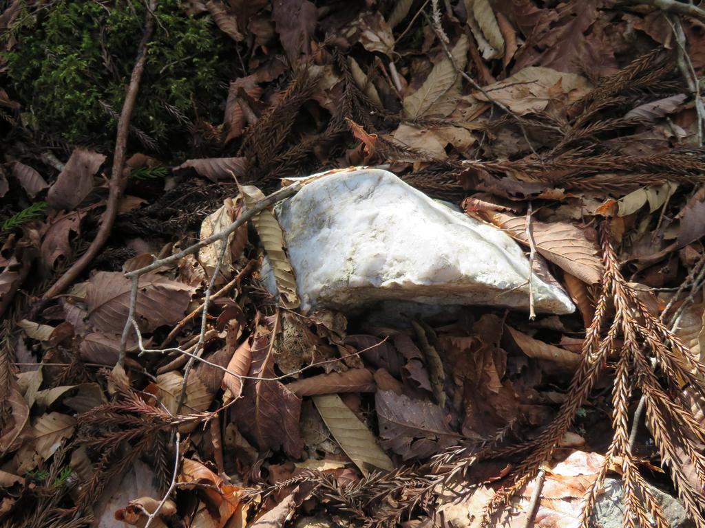 奥祖谷二重かずら橋/遊歩道の景色(石灰岩)