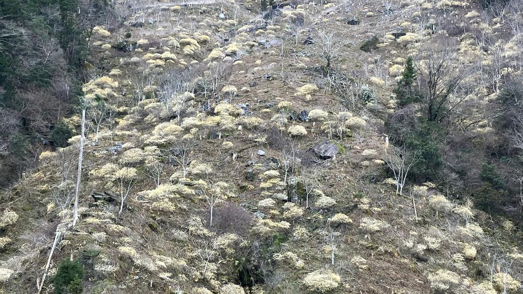 祖谷の風景/高野のミツマタ畑