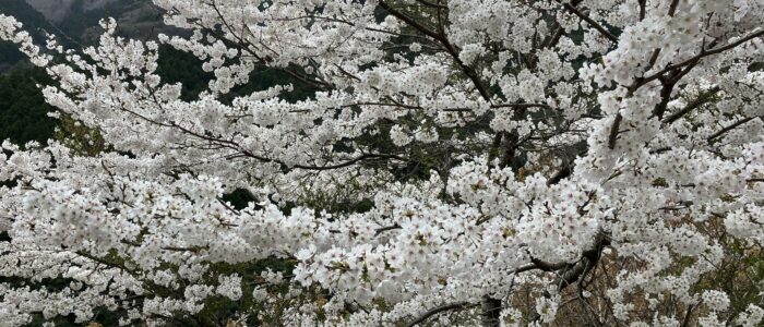 祖谷の風景/桜