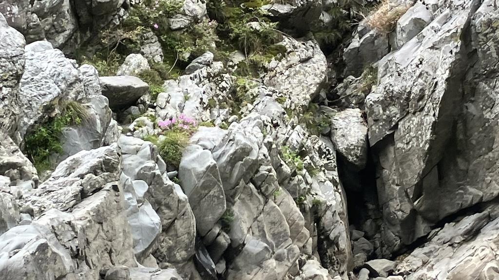 大歩危のキシツツジ