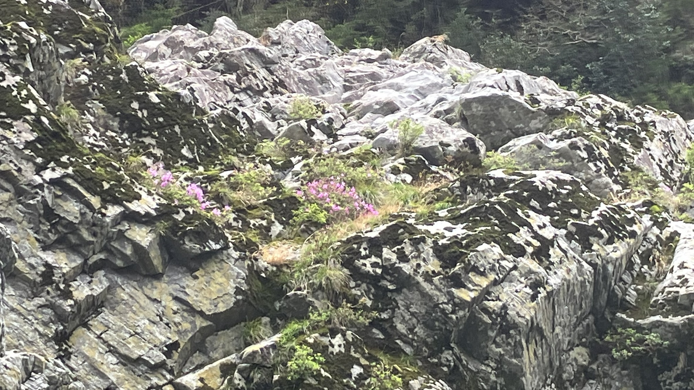 大歩危のキシツツジ