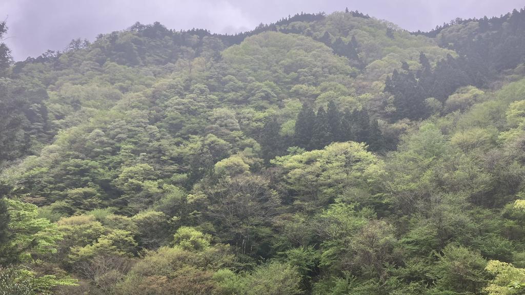 祖谷の風景/高野の自然林