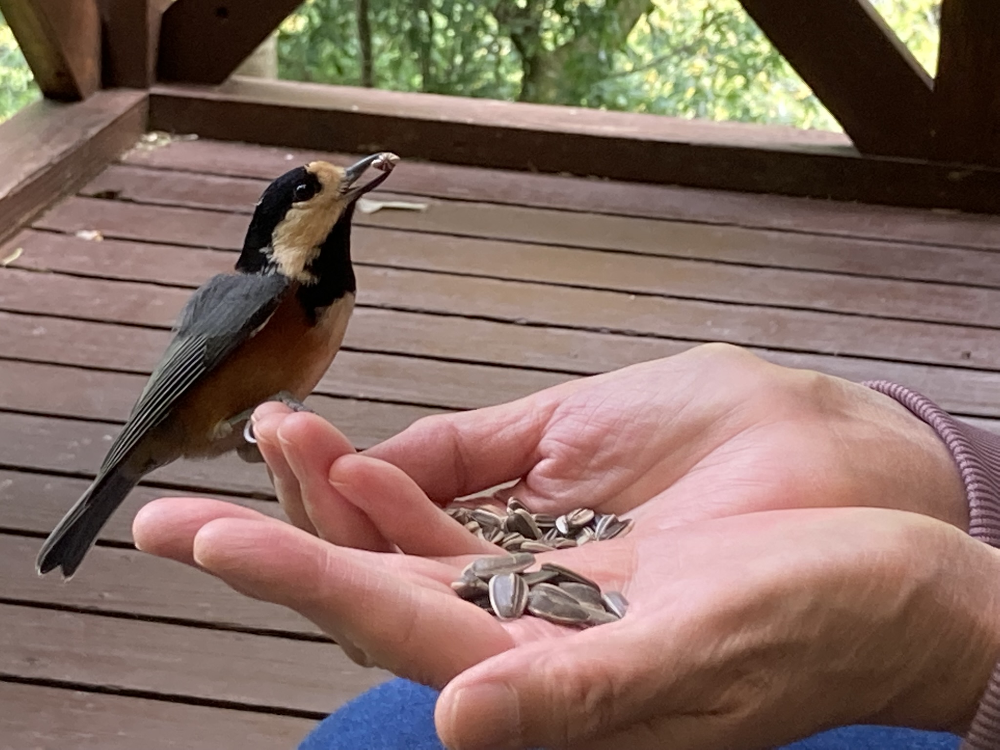 祖谷の生活/ヤマガラ