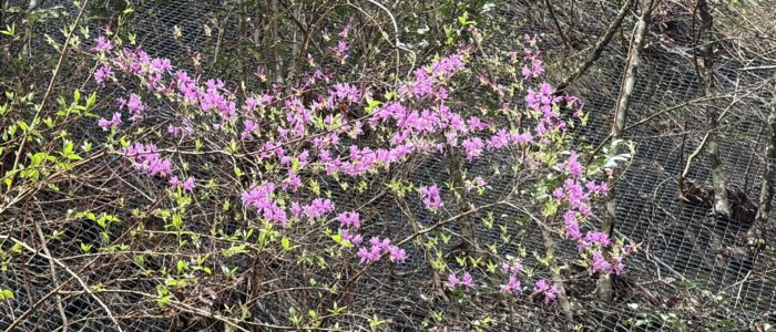 祖谷の風景/ミツバツツジ