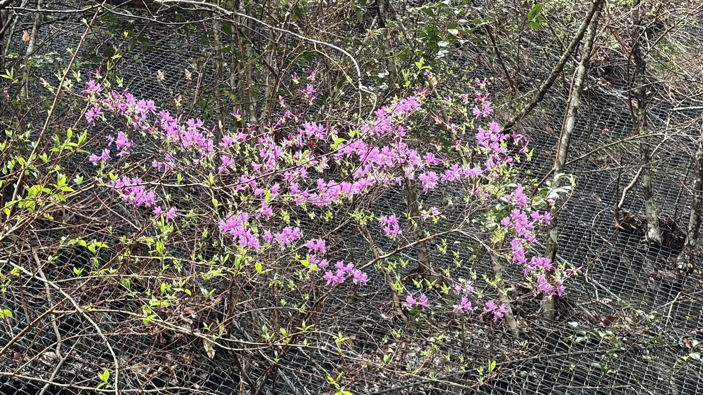 祖谷の風景/ミツバツツジ