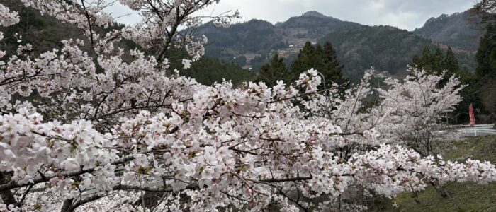 祖谷の風景/桜越しの釣井集落