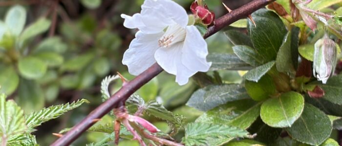祖谷の風景/サガリマメイチゴ（モミジイチゴ）
