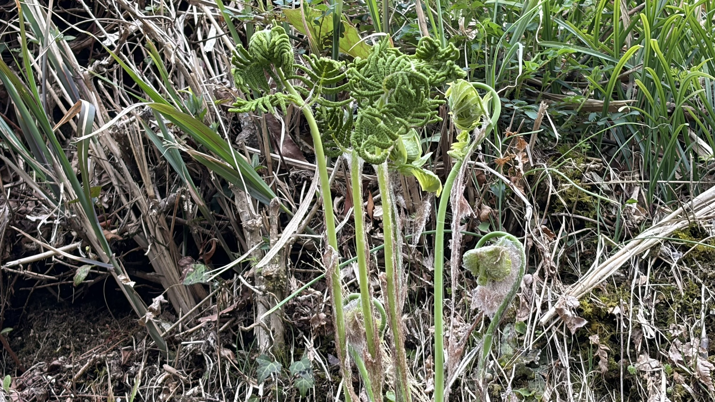 祖谷の風景/ノビル