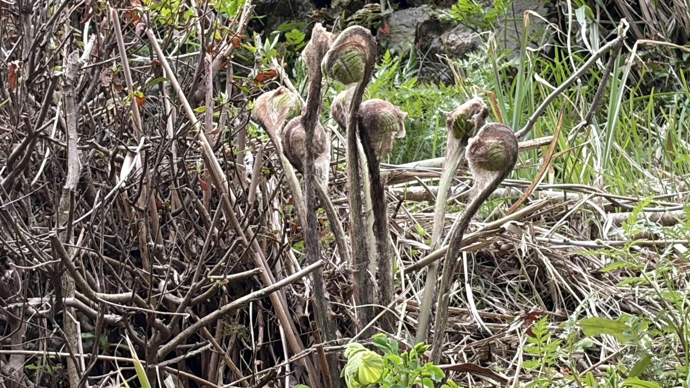 祖谷の風景/ゼンマイ