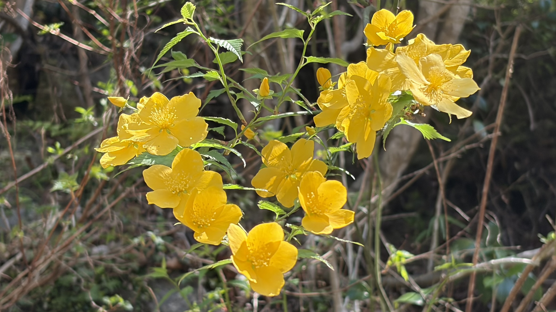 祖谷の風景/ヤマブキ