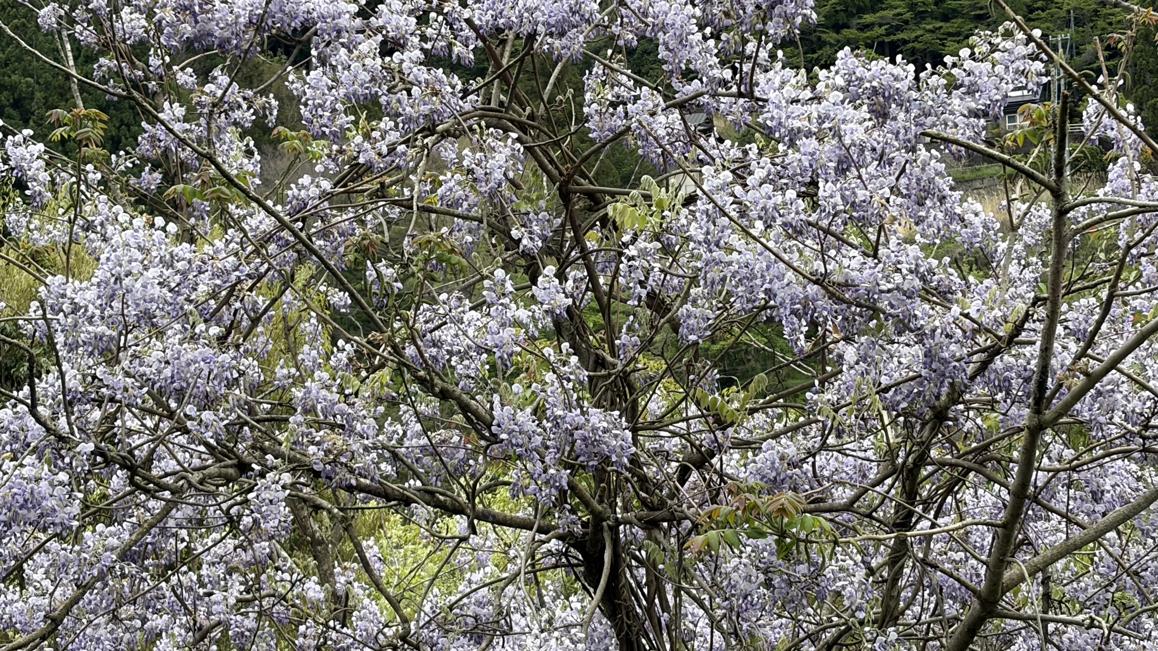 満開の藤の花