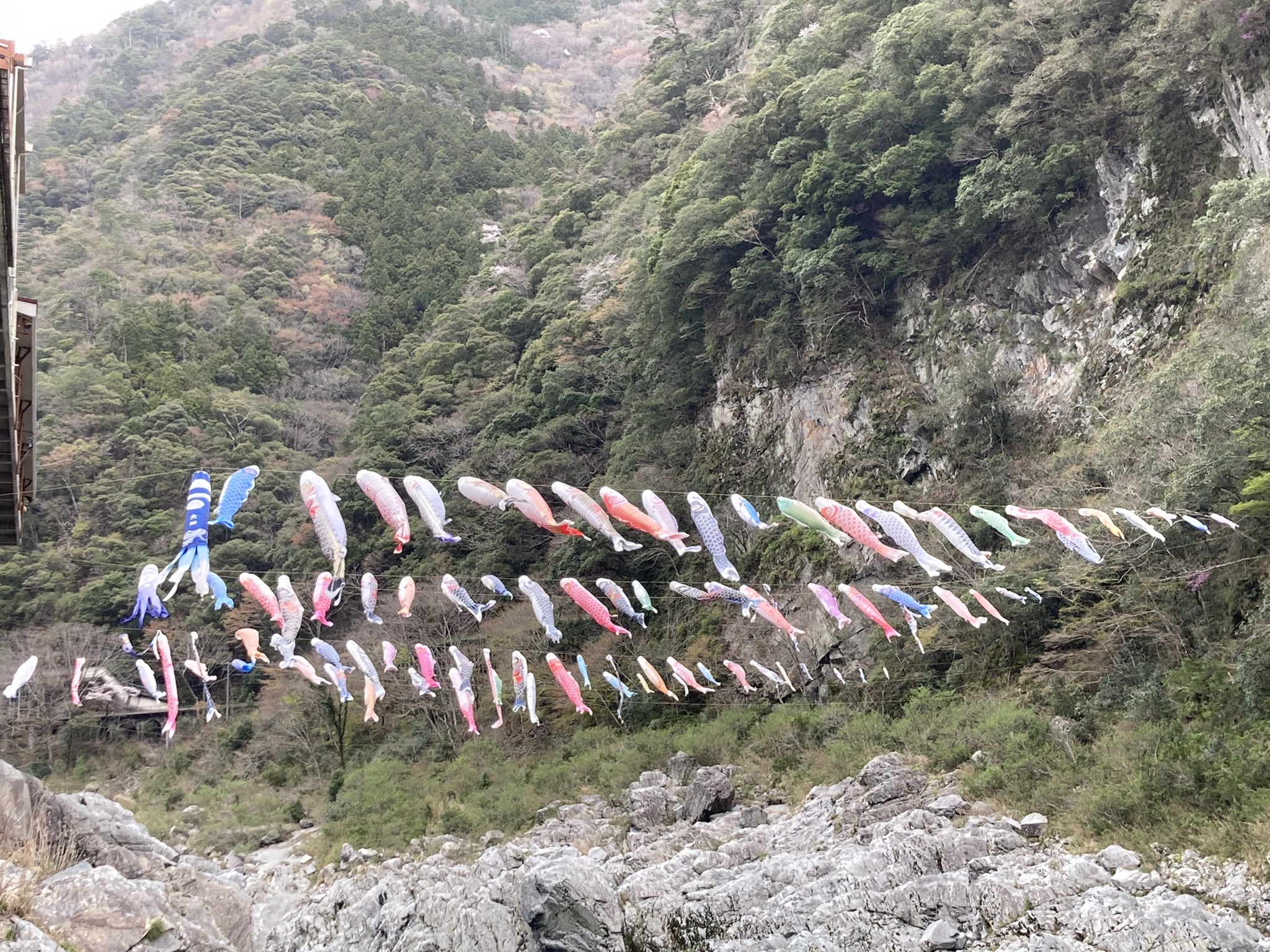 大歩危峡の鯉のぼり