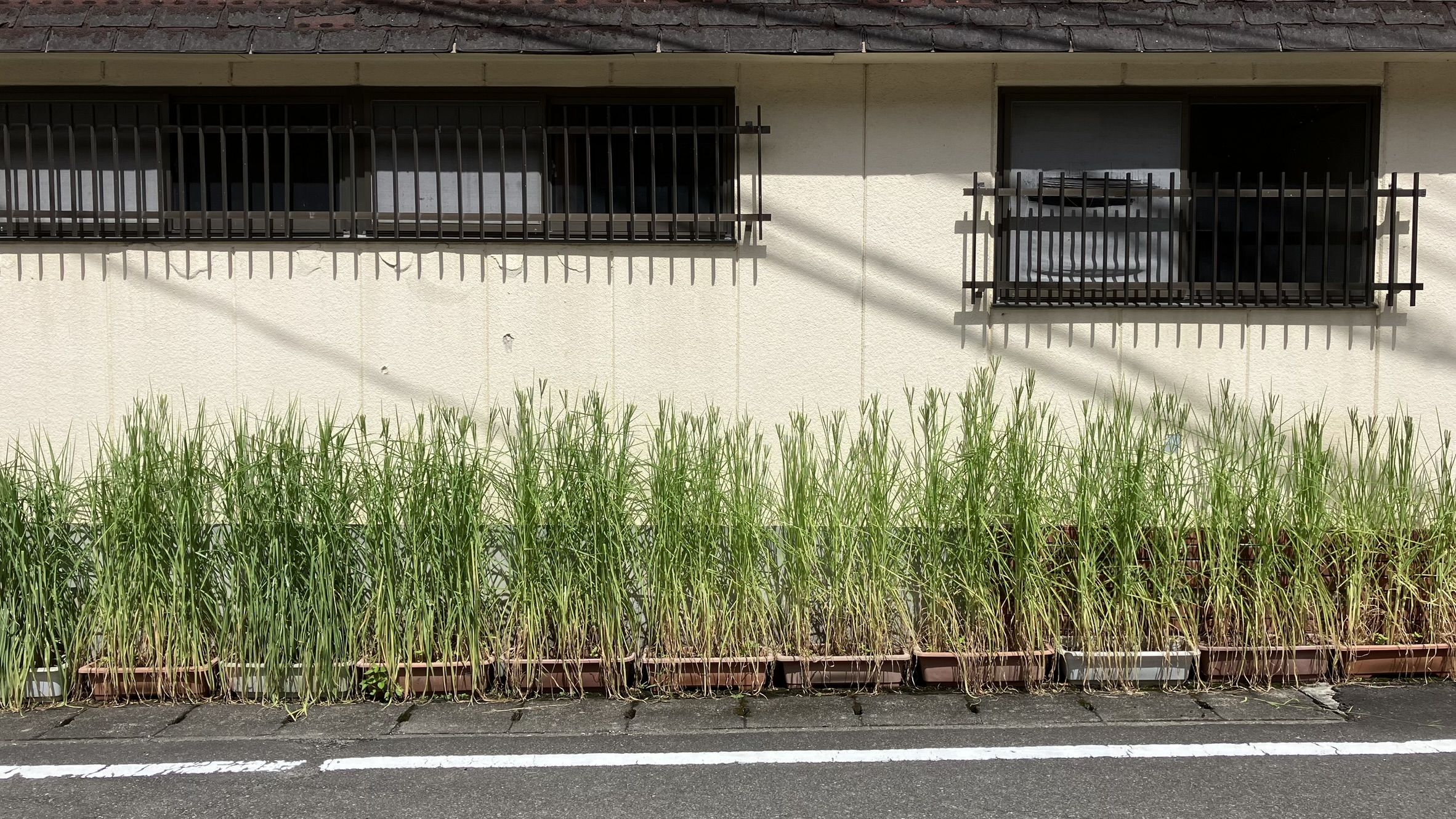プランターに植えられたヤツマタ