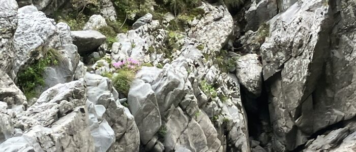 大歩危のキシツツジ