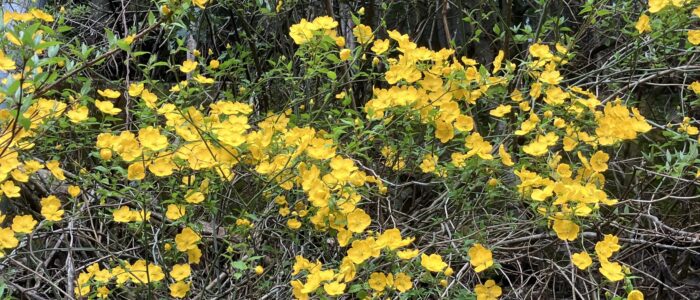 祖谷の風景/ヤマブキ