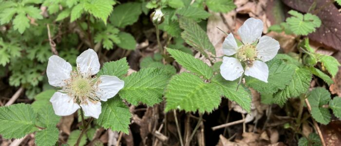 祖谷の風景/クサイチゴ