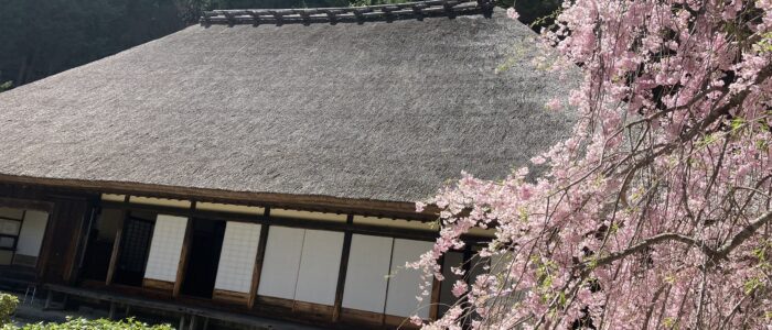 武家屋敷と桜