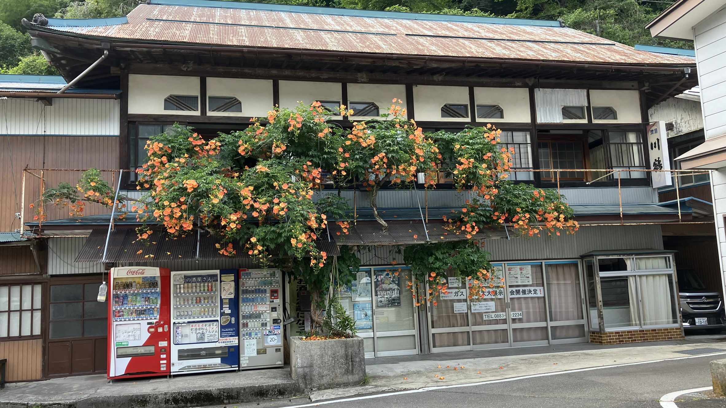 河井百貨店跡地のノウゼンカズラ