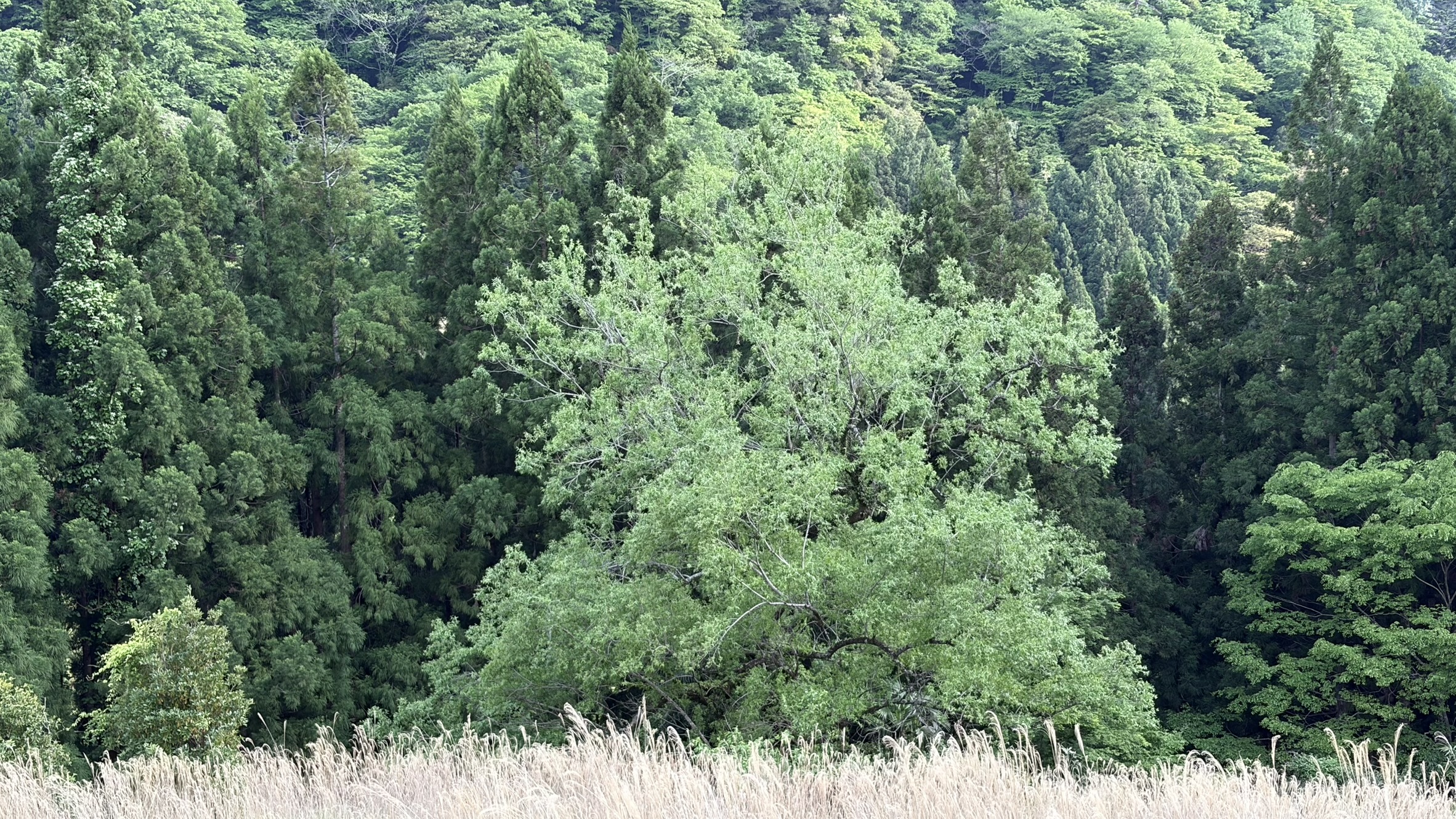 小野老婆の柳