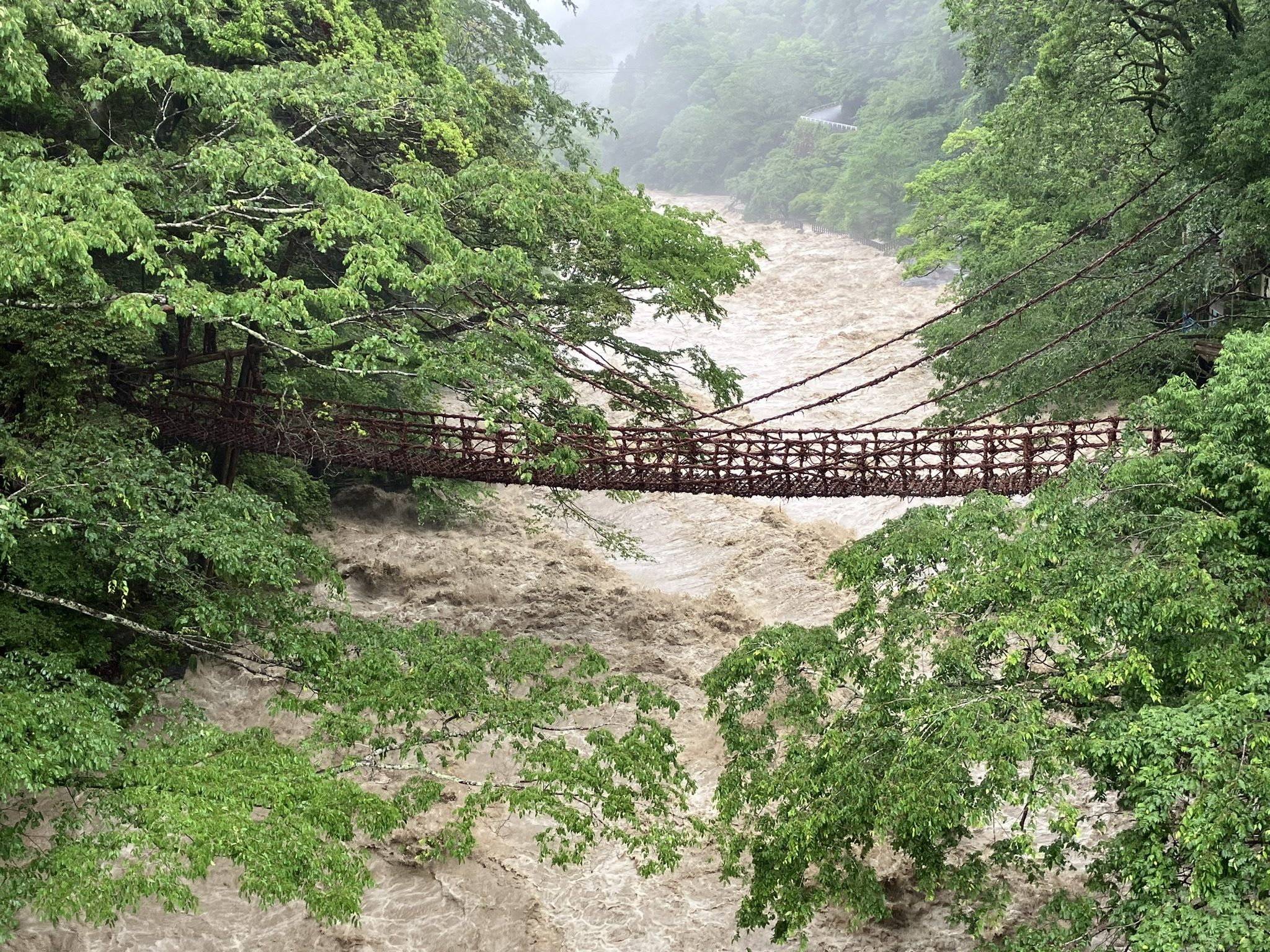 濁流の祖谷のかずら橋