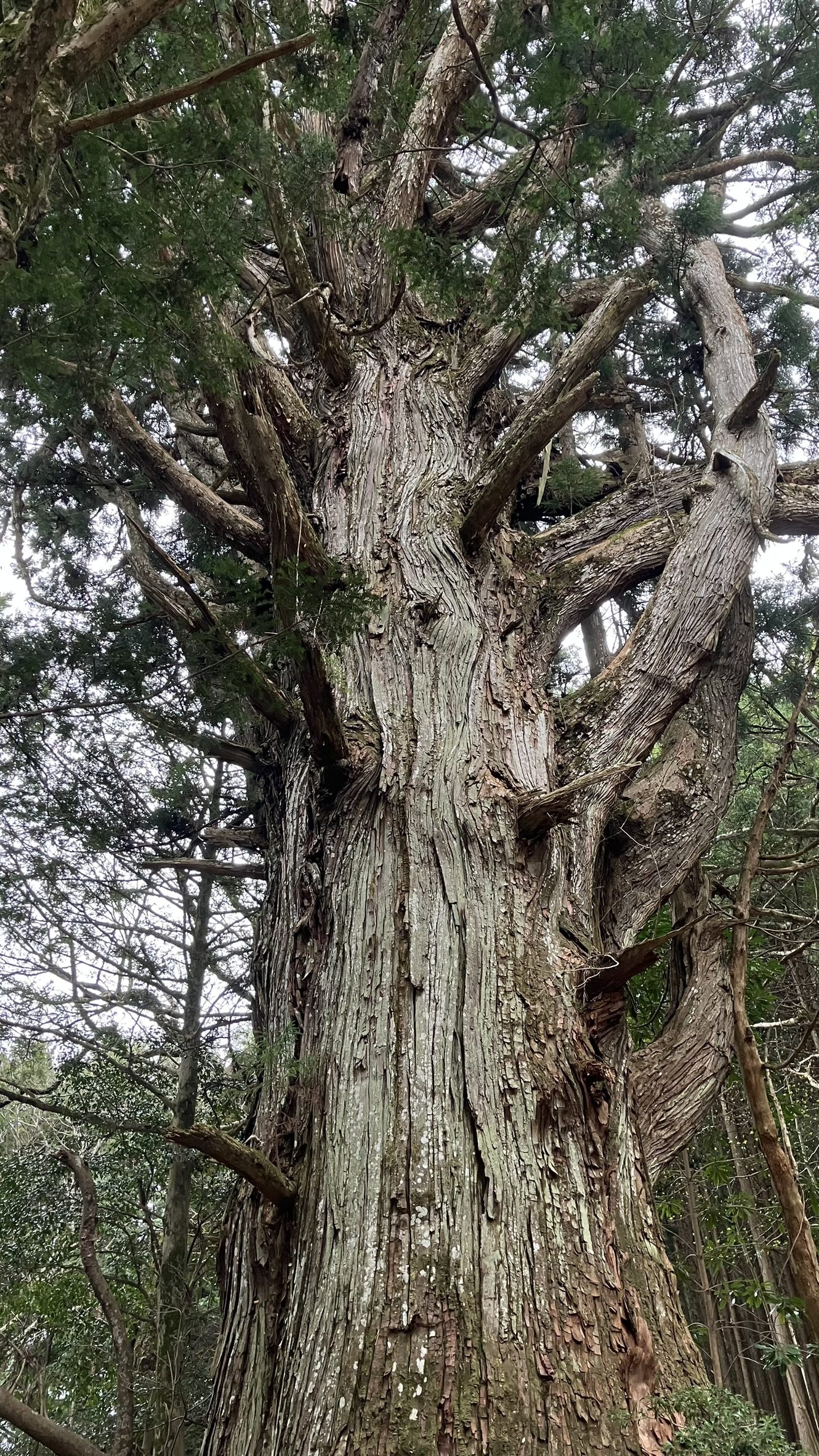平国盛が植えたとされる大枝集落の鉾杉