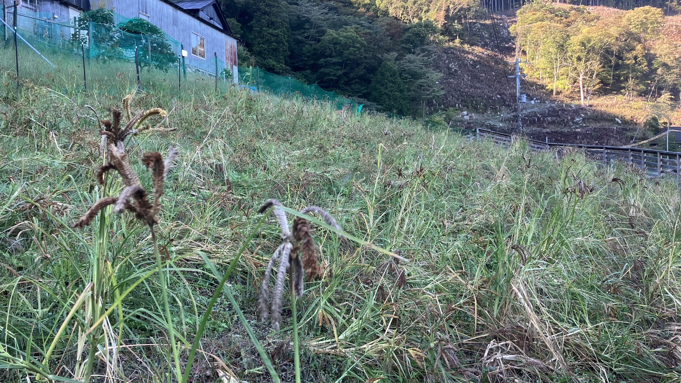 ヤツマタ畑