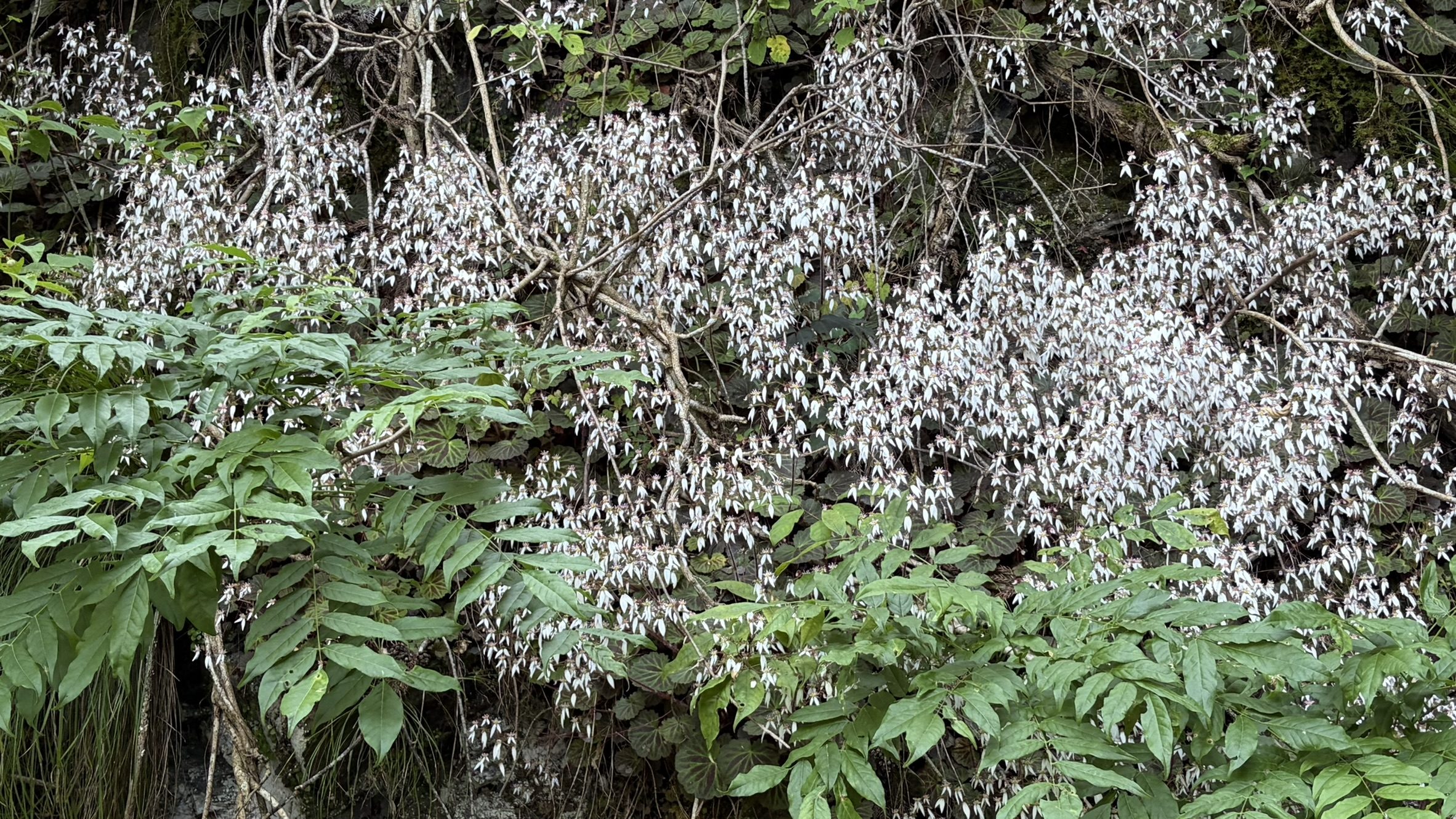 ユキノシタの群生