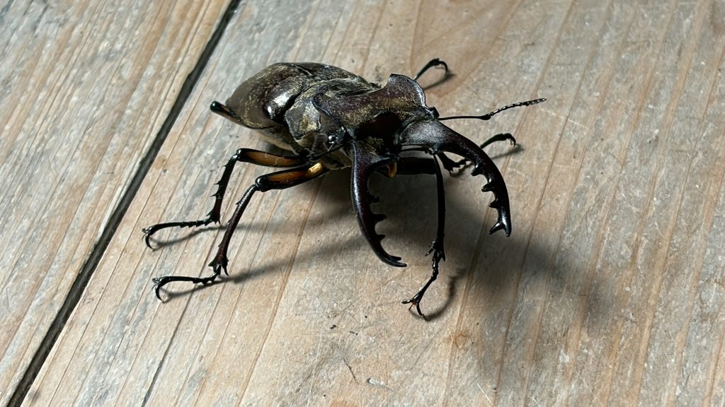 家に迷い込んだミヤマグワガタ