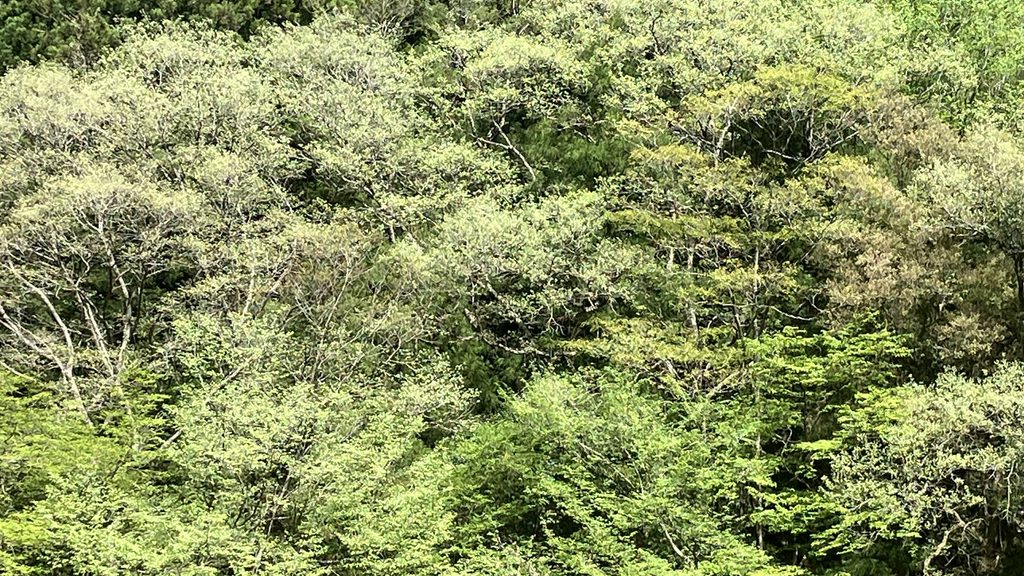 新緑の頃の窓からの風景
