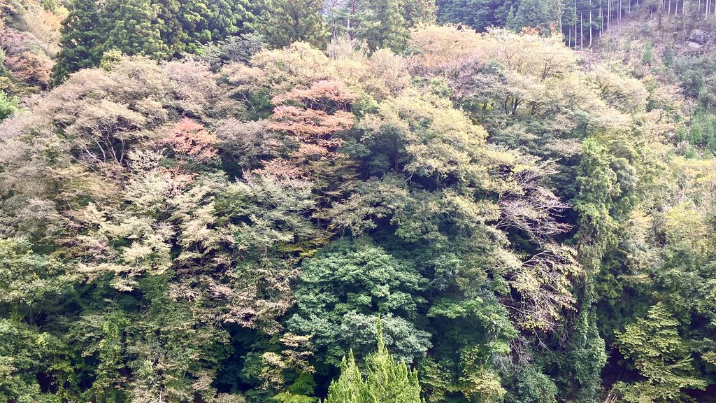 紅葉の頃の窓からの風景