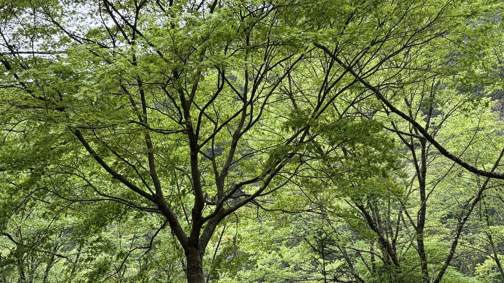 自然林の風景